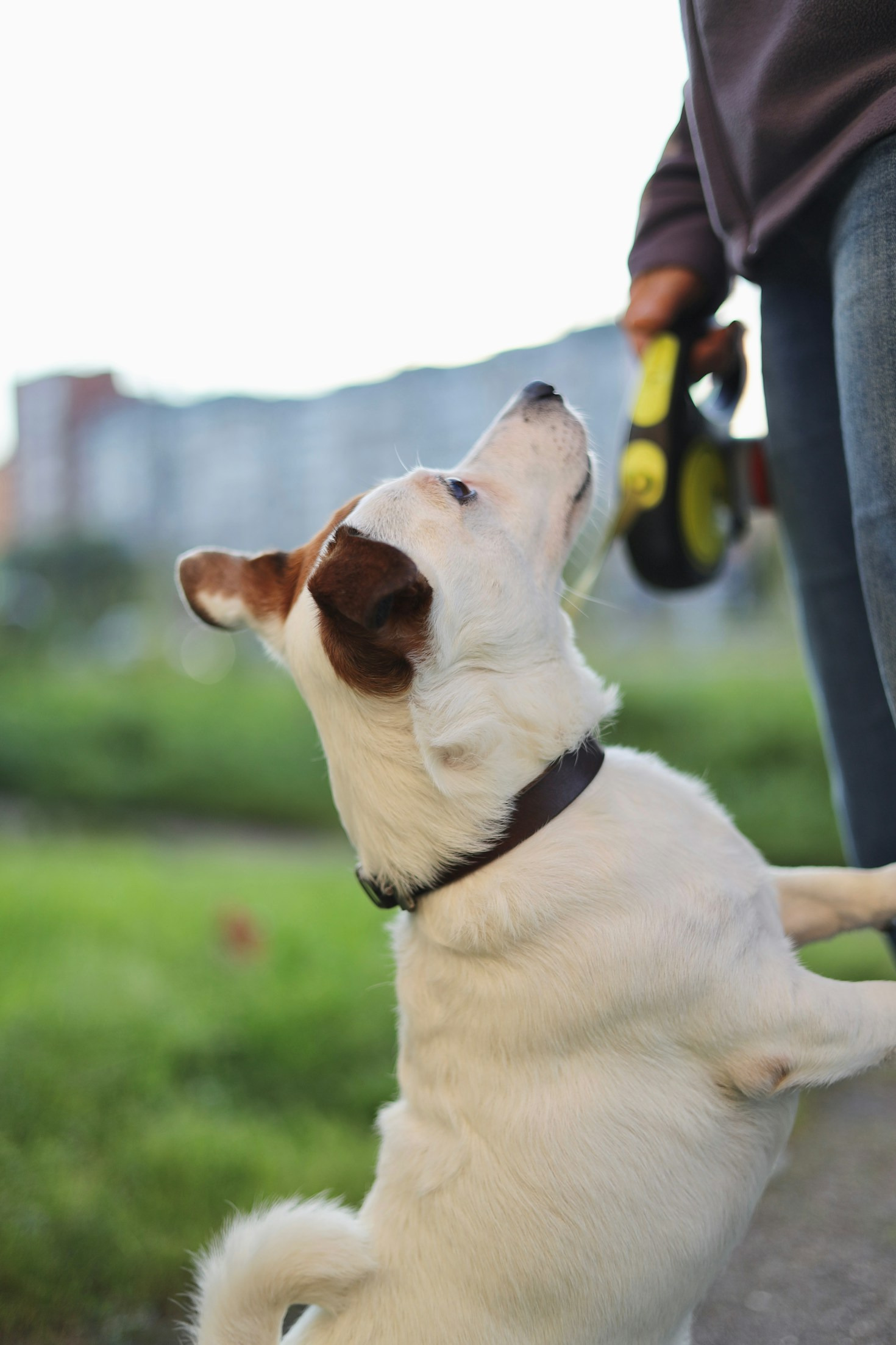 Fortgeschrittenes Hundetraining: Herausforderungen meistern mit System Fortgeschrittenes Hundetraining: Herausforderungen meistern mit System